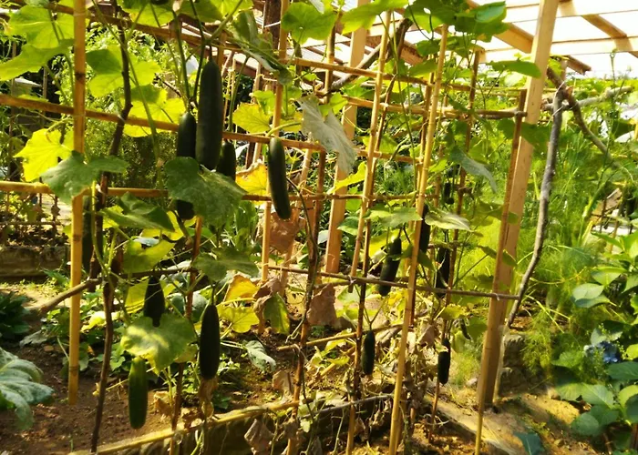 Апартаменты Beb Licia *