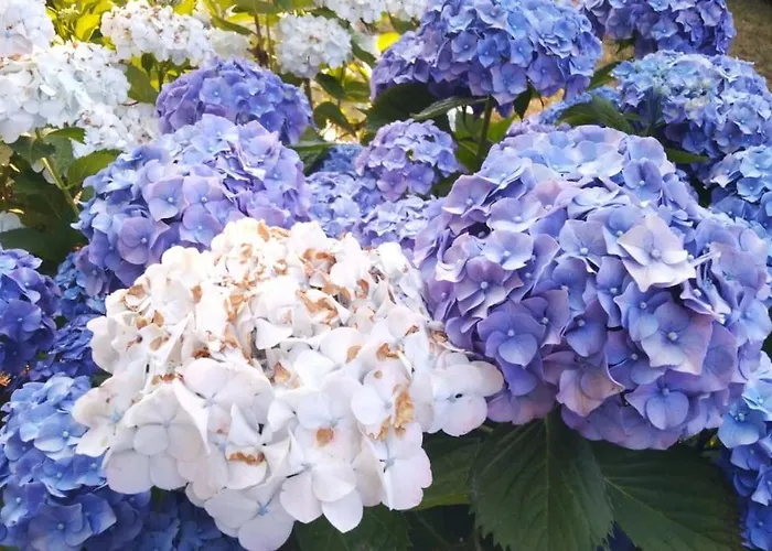 Апартаменты Beb Licia *